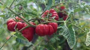 Our Family Garden – Metuchen, New Jersey
